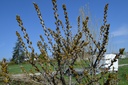 Hippophae rhamnoides 'Sandora' (Autofertile)
