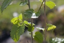 Morus alba