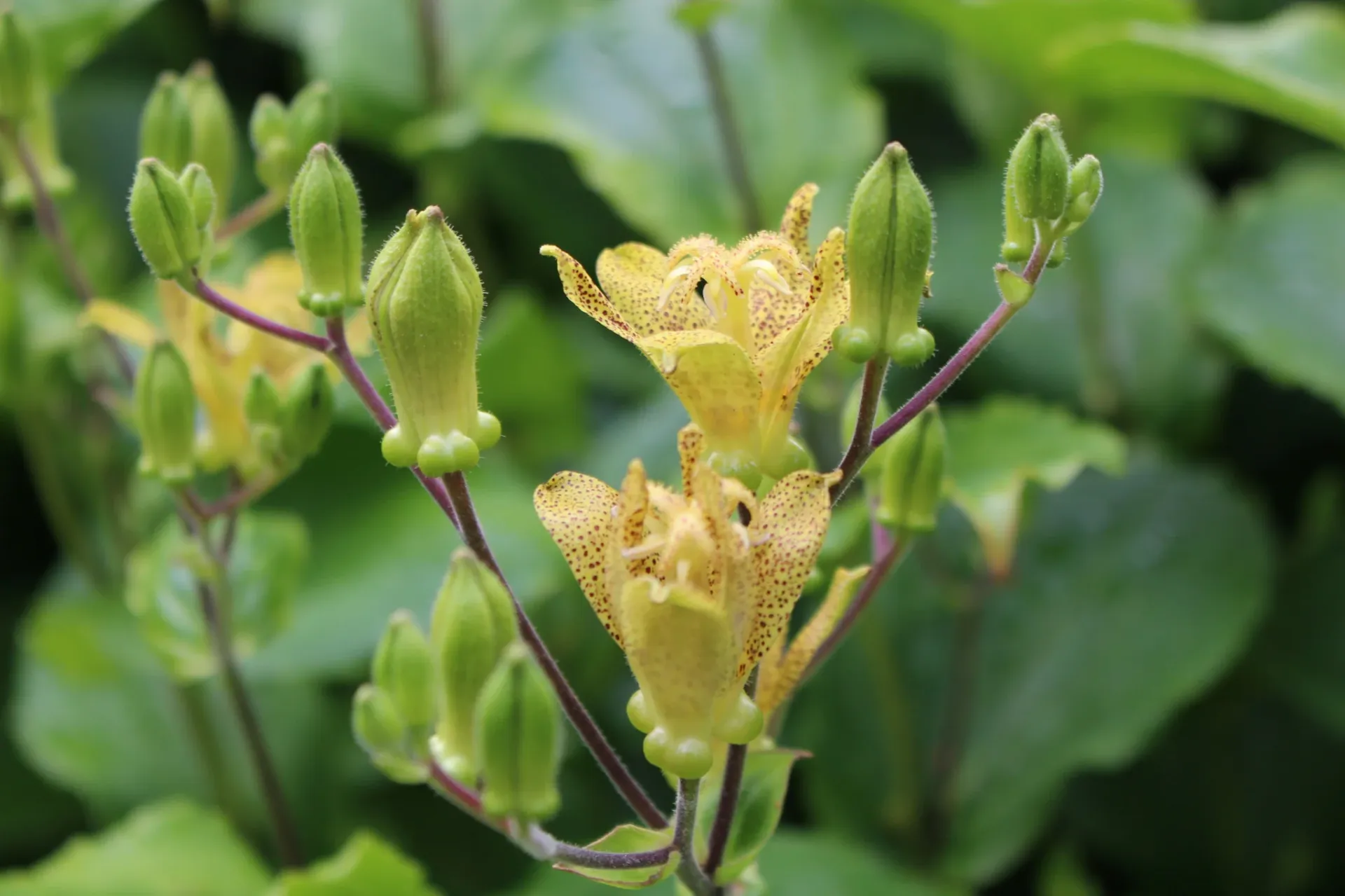 Tricyrtis latifolia (Bio)