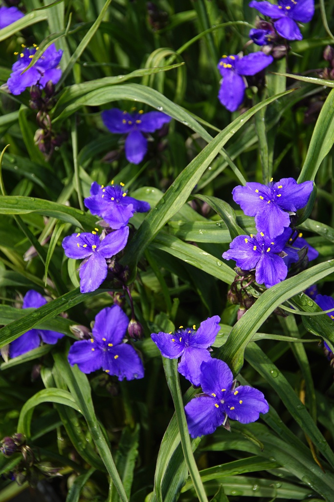 Tradescantia andersoniana (x) 'Leonora'