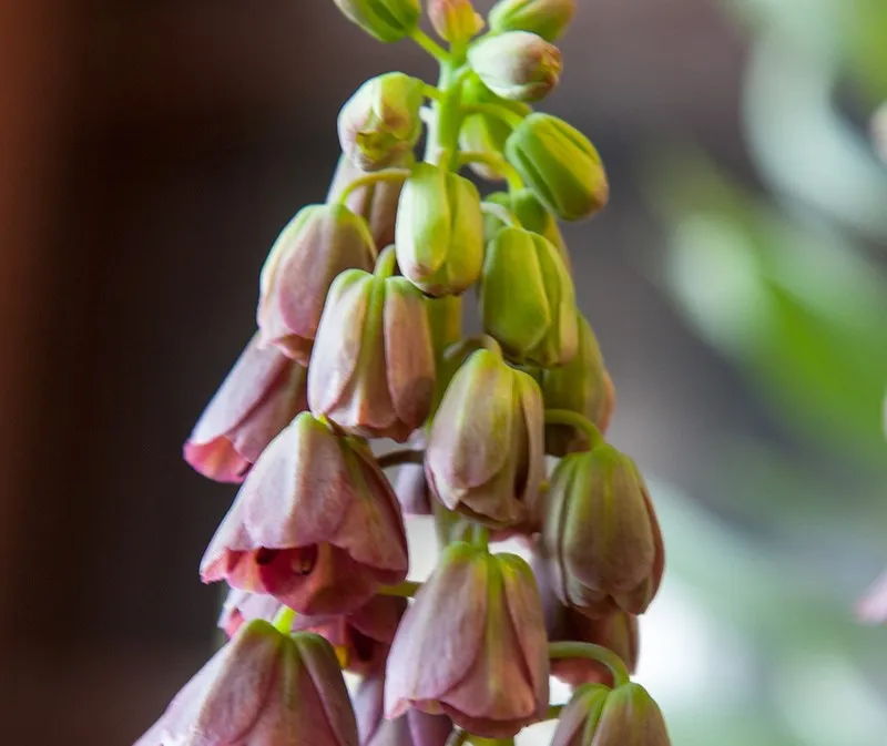 Fritillaria persica 'Purple Favorite' (Bio, 1 Lt.)