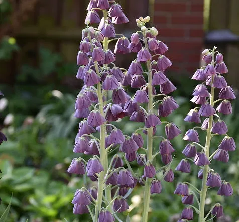 Fritillaria persica 'Purple Favorite' (Bio, 1L)