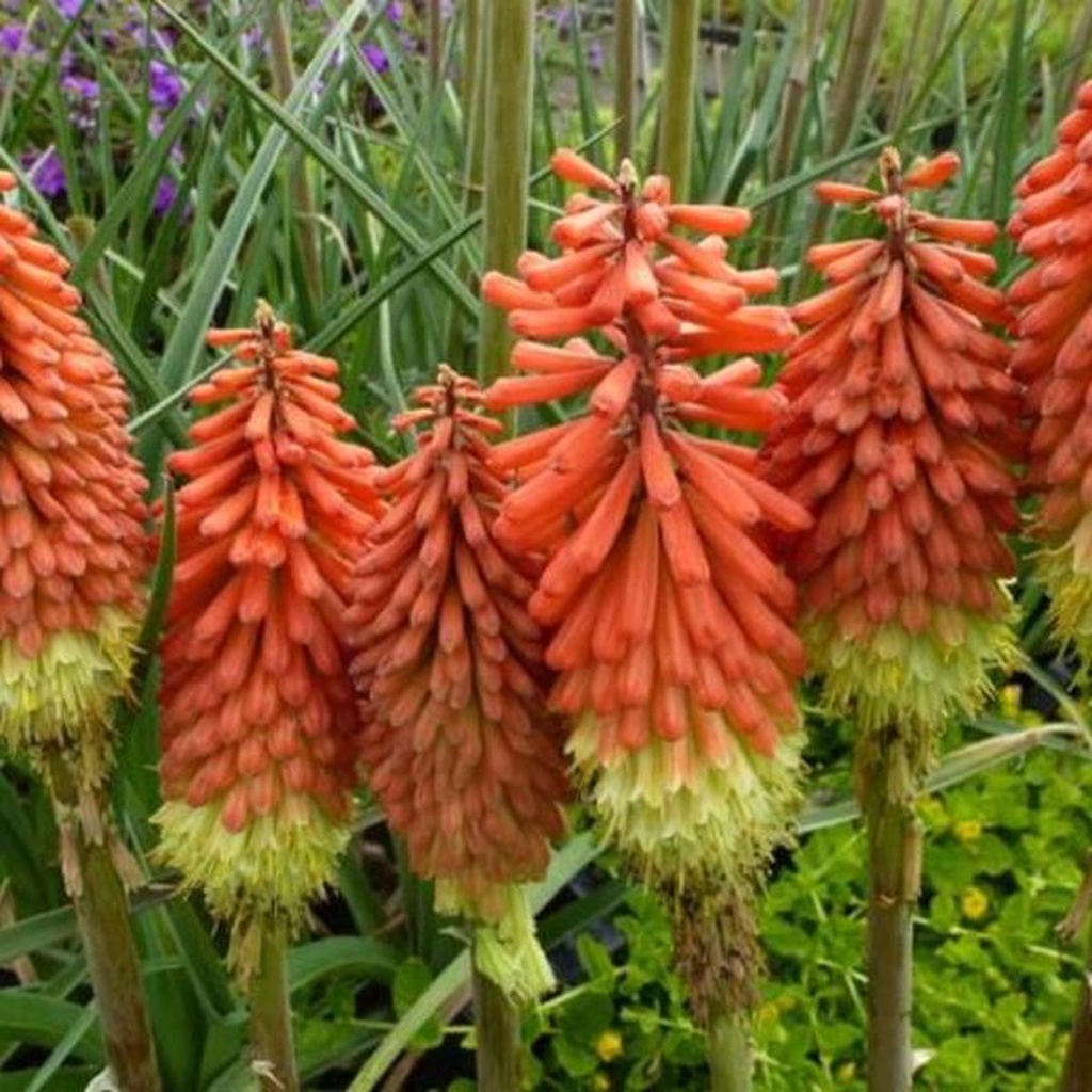 Kniphofia hybride ‘Royal Standard’