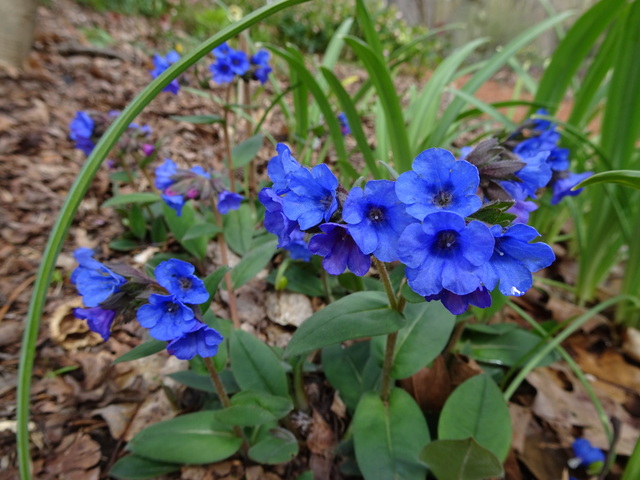 Pulmonaria 'Blue Ensign' (Bio)