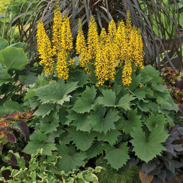 Ligularia stenocephala 'Little Rocket'