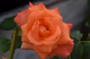 Rosa arbustif 'Belle Vaudoise'