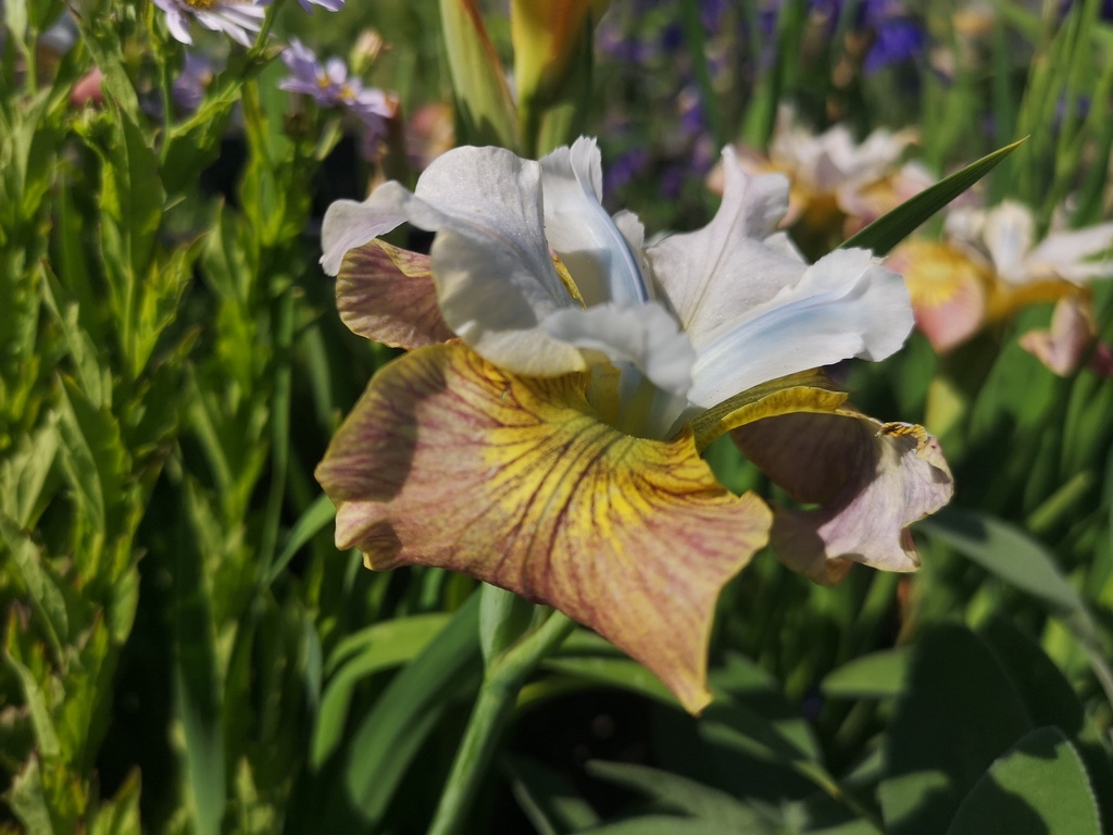 Iris sibirica 'Sugar Rush'