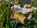 Iris sibirica 'Sugar Rush'