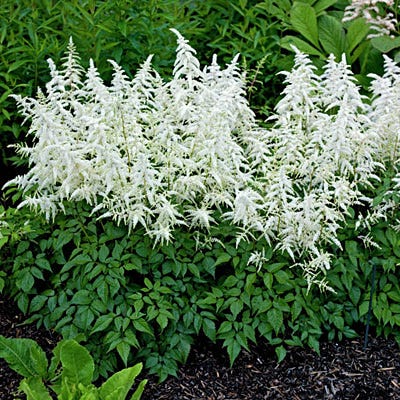 Astilbe chinensis 'Deutschland'