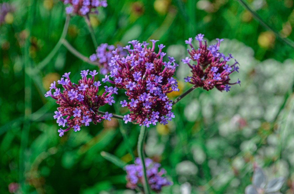 Verbena bonariensis (Bio, 0.5 Lt.)