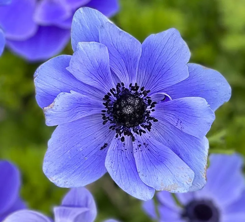 Anemone coronaria 'Mr. Fokker'