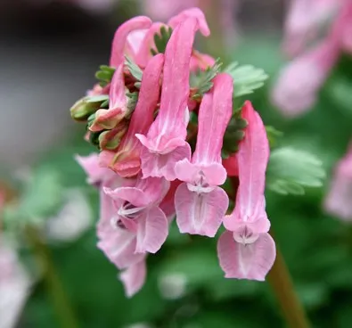Corydalis solida 'Beth Evans'