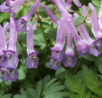 Corydalis solida 'Purple Bird'