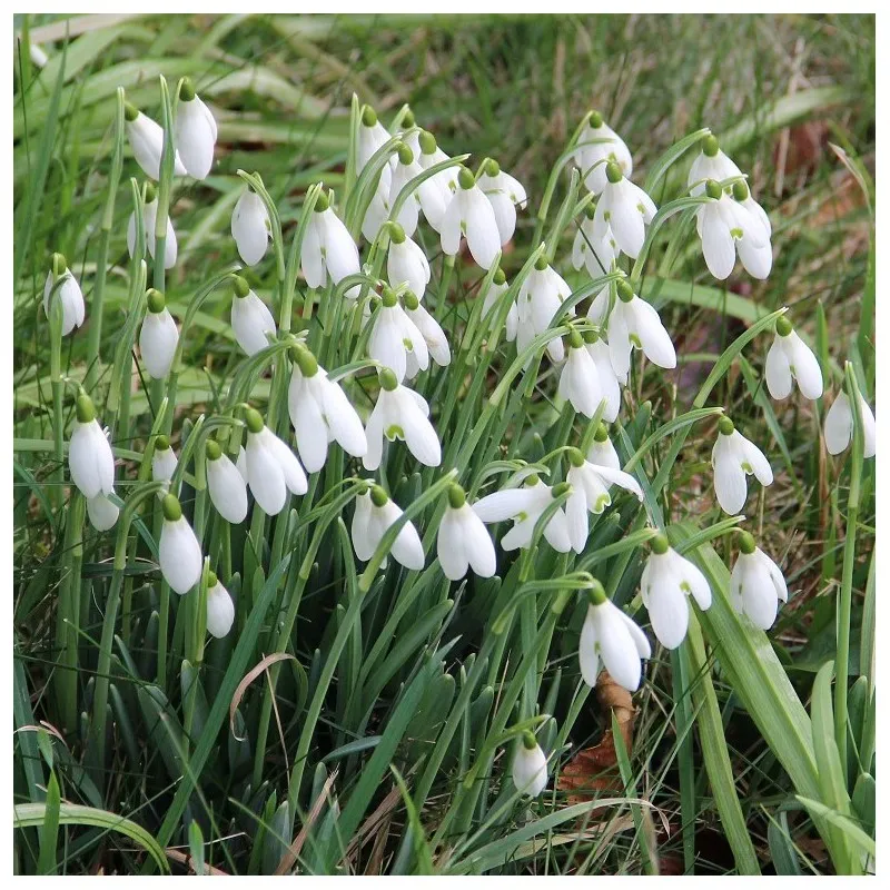 Galanthus nivalis (Bio)