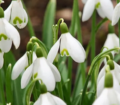Galanthus nivalis (Bio)