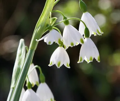 Leucojum aestivum ‘Gravetye Giant’