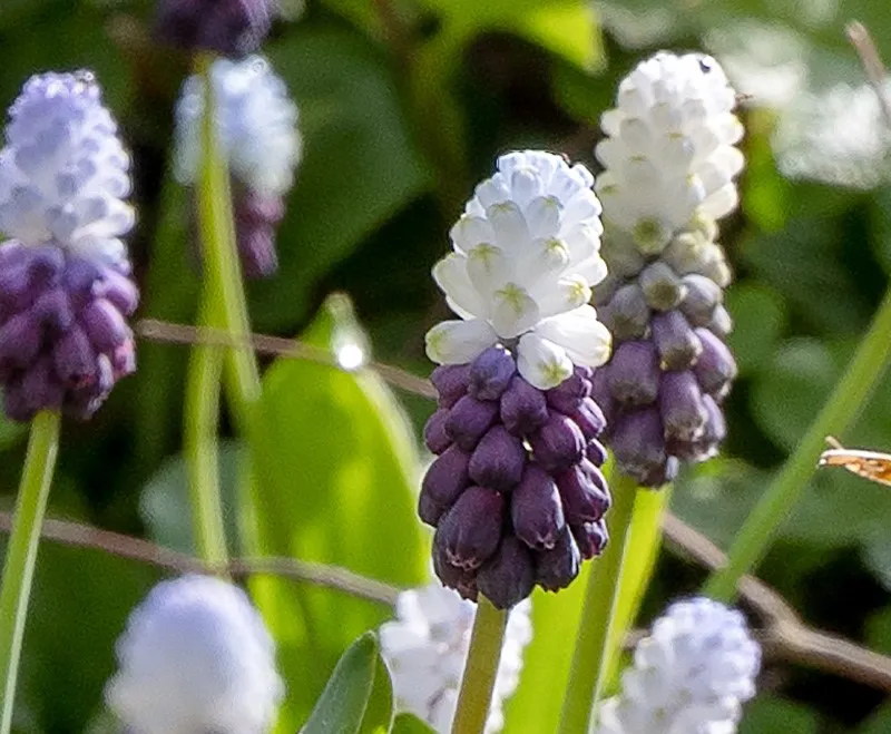 Muscari latifolium ‘Grape Ice’