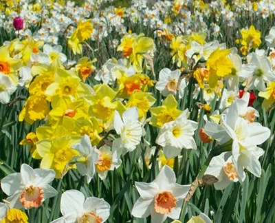 Narcissus à grandes couronnes ‘Mix’