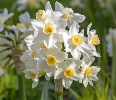 Narcissus tazetta 'Avalanche'