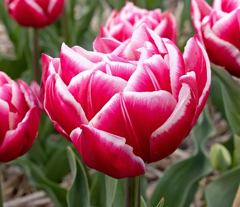 Tulipa double hâtive 'Columbus'