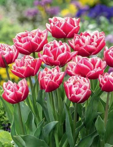 Tulipa double hâtive 'Columbus' (Bio)