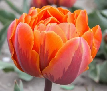 Tulipa double tardive 'Orange Princess'