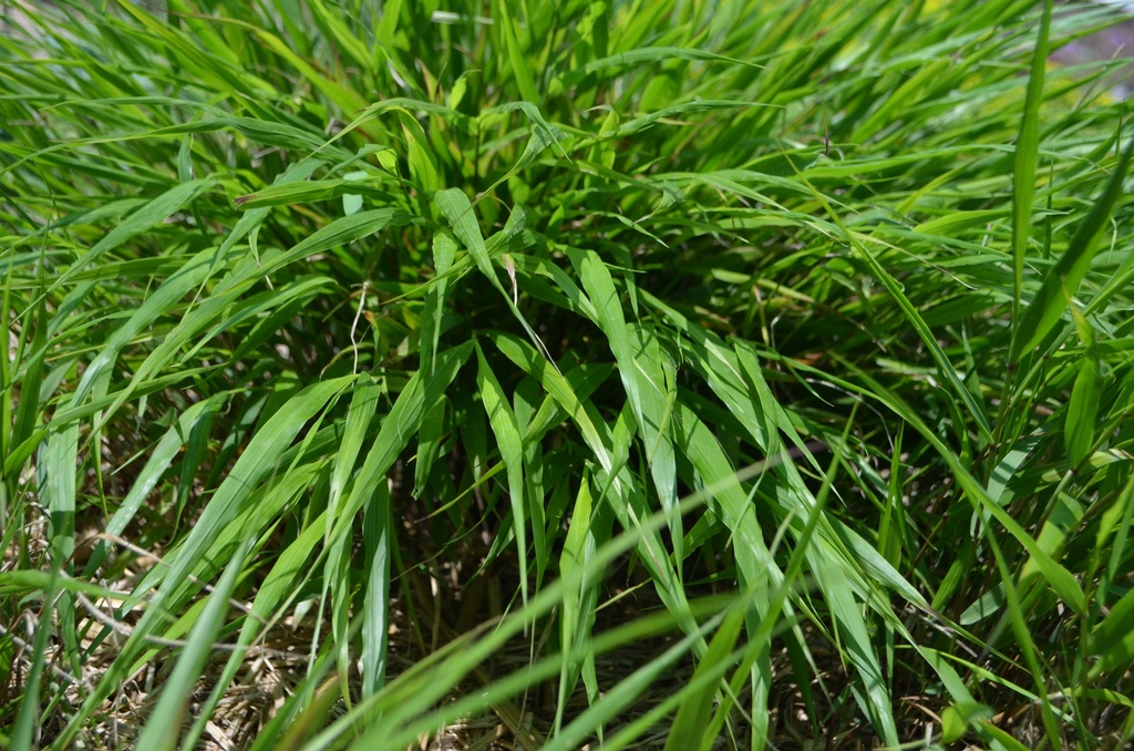 Hakonechloa macra