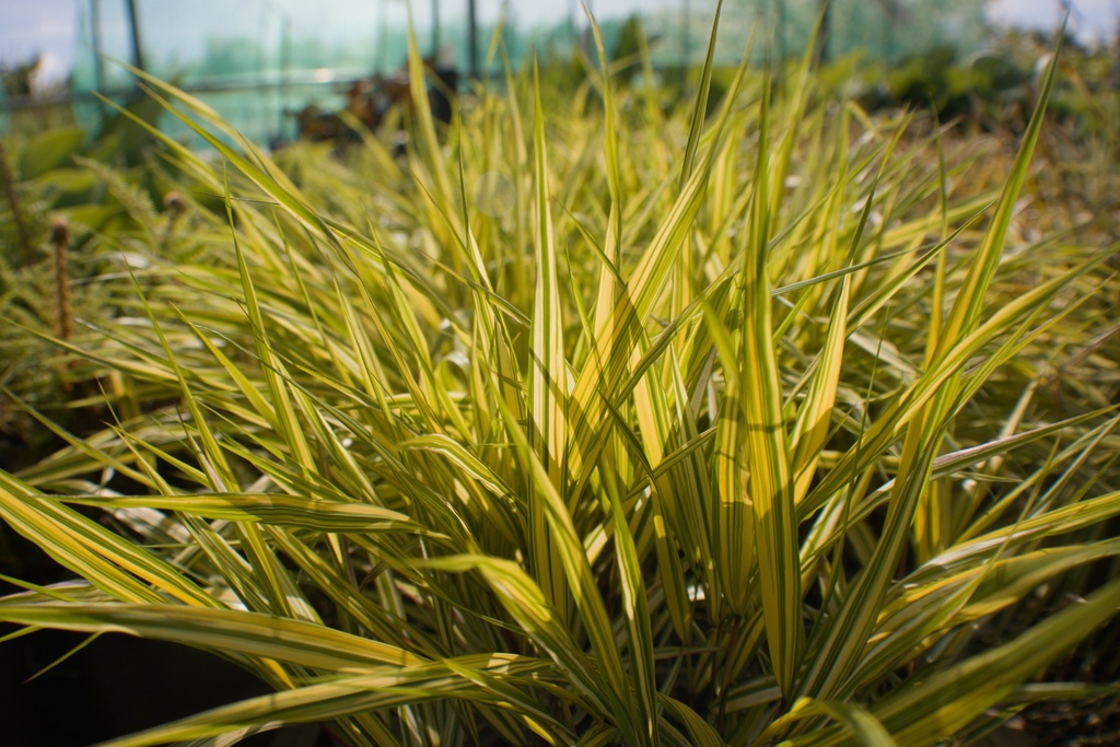 Hakonechloa macra 'Aureola' (0.5L, Bio)