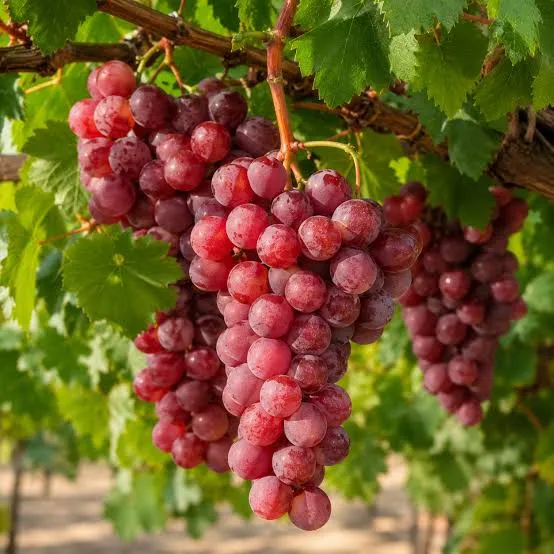 Vitis Raisin 'Lidi' (Bio)