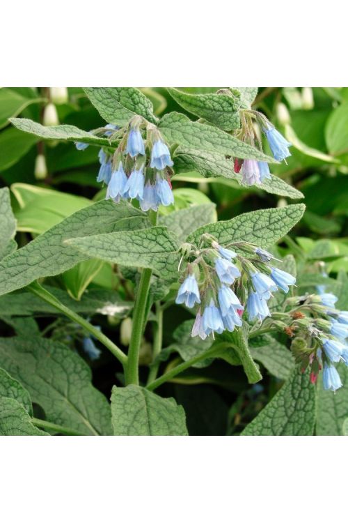 Symphytum grandiflorum 'Hidcote Blue'