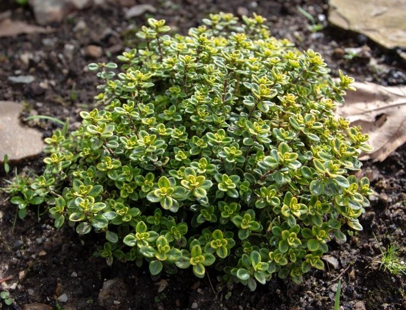 Thymus citriodorus (x) 'Lemon Variegated'