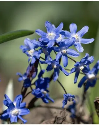 Chionodoxa luciliae