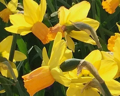 Narcissus botanique 'Jet Fire' (Bio)