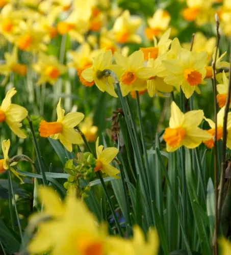 Narcissus botanique 'Jet Fire'