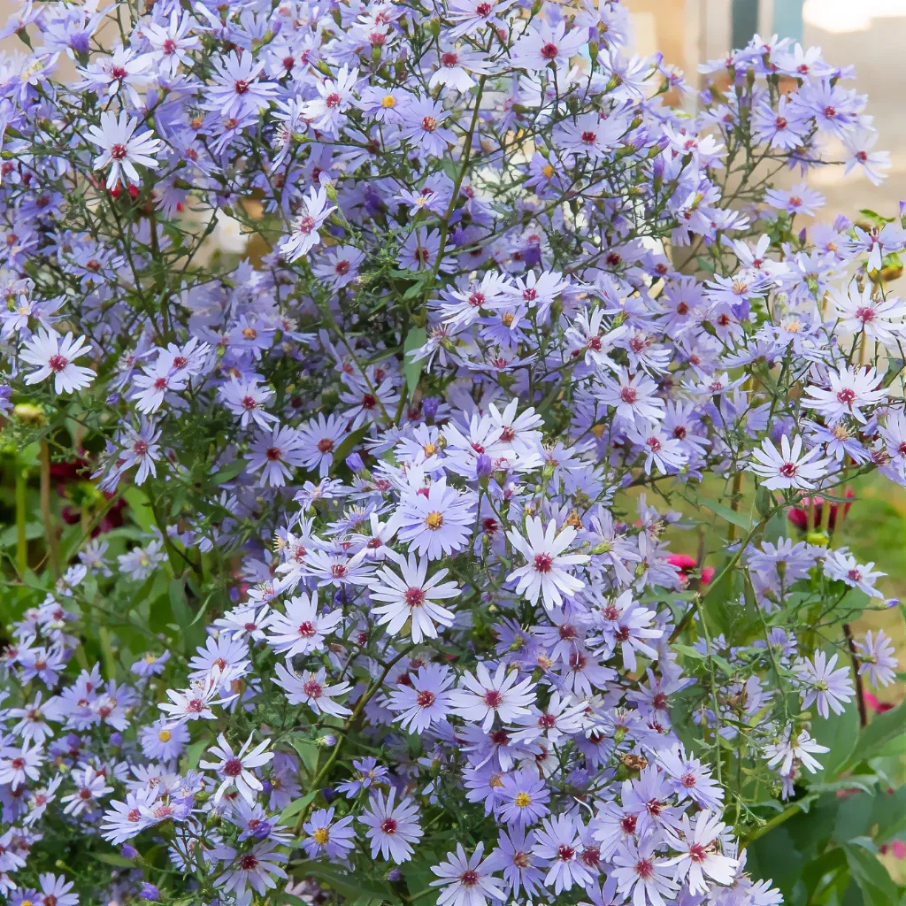 Aster cordifolius 'Little Carlow' (Bio)