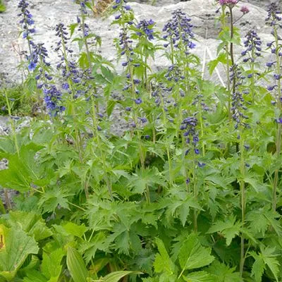 Delphinium elatum (Bio)