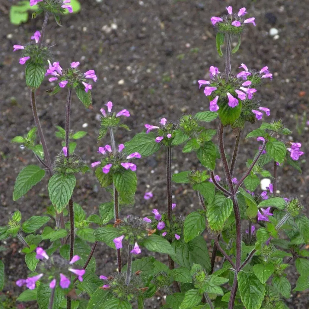 Clinopodium vulgare (Bio)