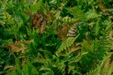 Dryopteris erythrosora