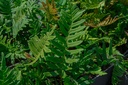 Polypodium vulgare