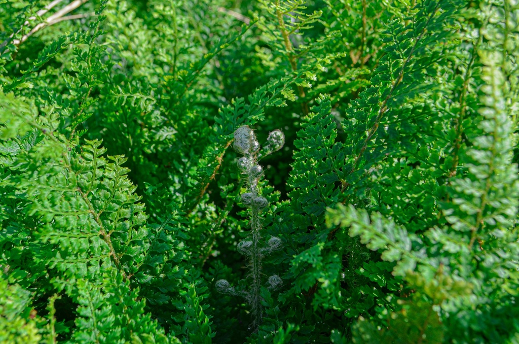Polystichum setiferum 'Plumosum Densum'