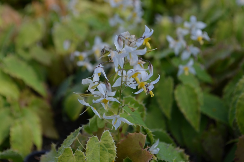 Epimedium stellatum 'Long Leaf Form' (Bio, 0.5L)