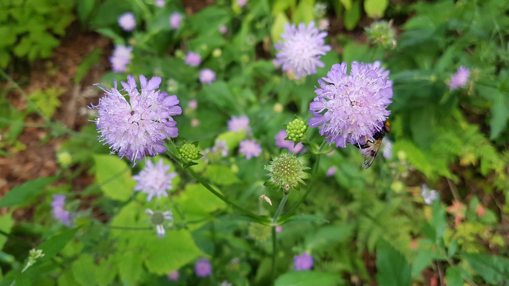 Knautia dipsacifolia