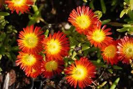 Delosperma 'Eugene Himbeere' (Bio)