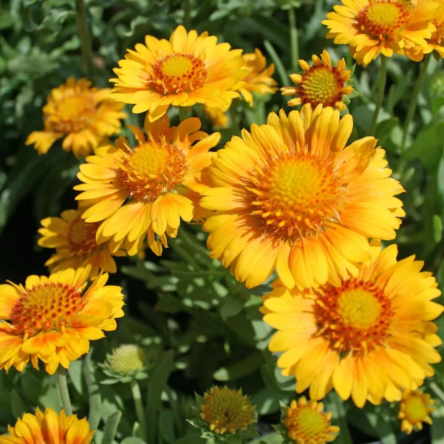Gaillardia aristata 'Arizona Apricot' (Bio)