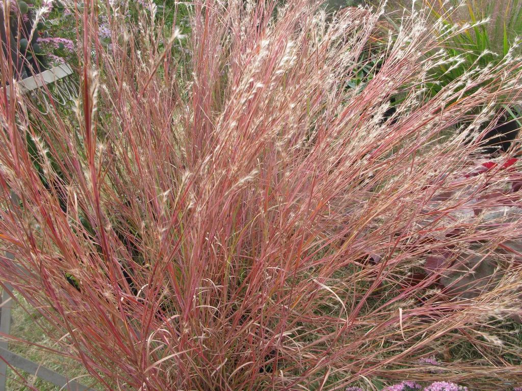 Andropogon scoparius (Bio, 0.5L)