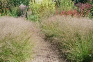 Sporobolus heterolepis 'Wisconsin Strain'