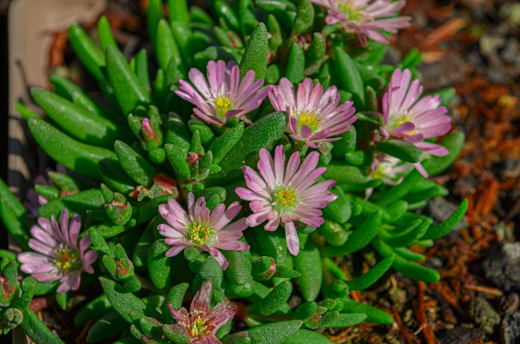 Delosperma hybride 'Luckhoffii' (Bio)