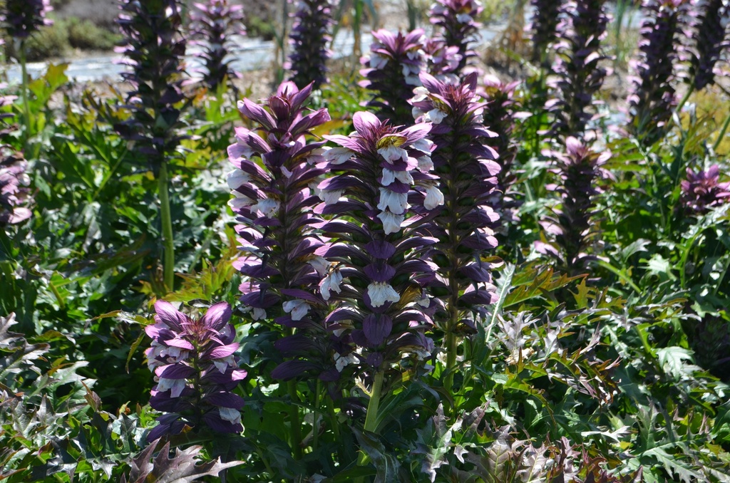 Acanthus spinosus (Bio, 1 Lt.)