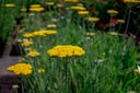 Achillea filipendulina 'Coronation Gold'