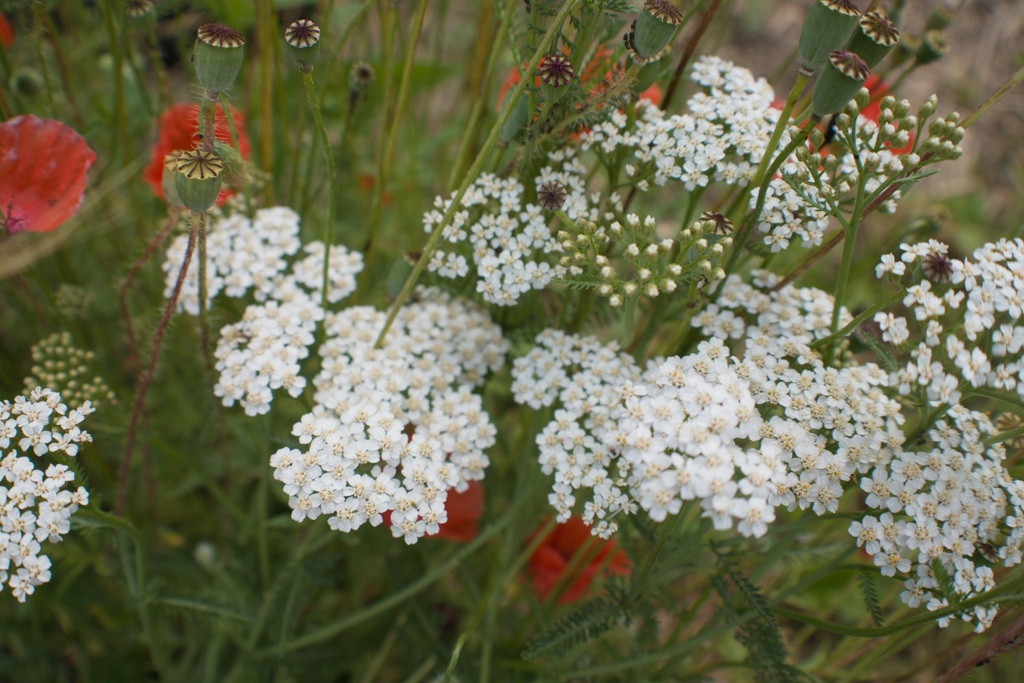 Achillea millefolium (Bio)